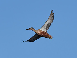 Northern shoveler (Anas clypeata)