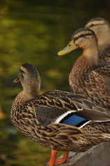 Canards colvert 