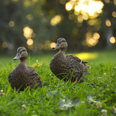 Canard colvert, femelle 