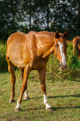 Naklejka na ściany i meble Beautiful Brown Horse in a Green Field