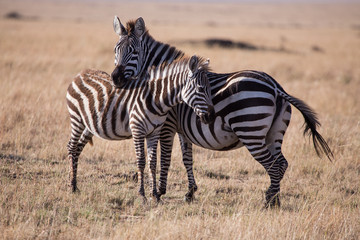 Fototapeta na wymiar embraced zebras in Masai Mara, Kenya