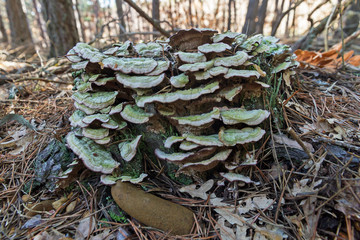 Setas Trametes versicolor en tocón de arbol en otoño