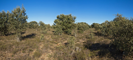 Fototapeta na wymiar Vista panoramica de Encinar o Bosque de encinas en otoño