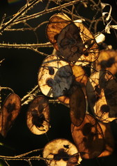 La Lunaire annuelle, Monnaie-du-Pape , grains