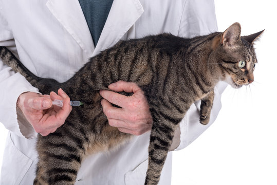 Cat getting a vaccine