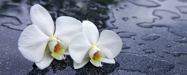 Foto op Plexiglas Two white orchid flowers . © Swetlana Wall