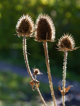 dry plants of wild teasel with seeds