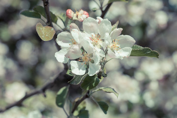Obraz premium Blooming apple tree