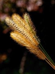 ripe ears of grass plant close up