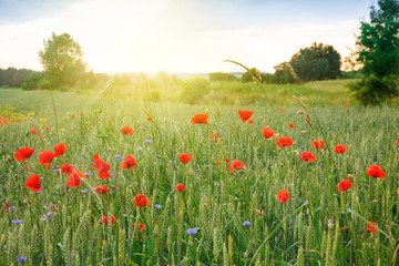 field of green wheat with flowers red poppies