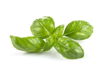 Fresh green wet leaf basil