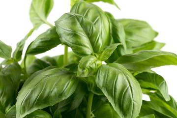 Fresh green leaf basil