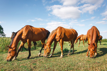 Fototapeta na wymiar herd of horses is grazed on a alpine green meadow