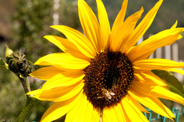 Fototapeta premium Yellow sunflower with a bee flying on it 