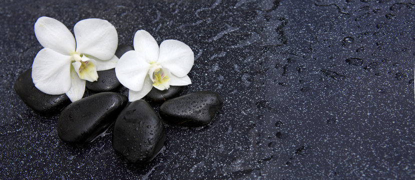 Fototapeta Pojedyncza biała orchidea i czarni kamienie zamykamy up.