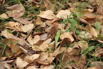 autumn leaves