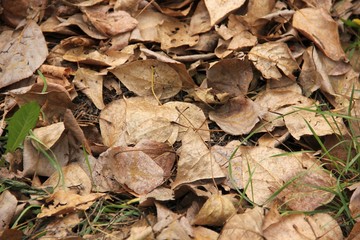 autumn leaves