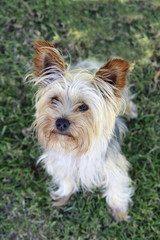 little dog looking up with ears pricked