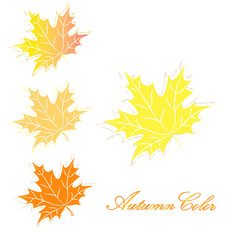 Autumn Color, Set of Maple Leaves, Vector Illustration