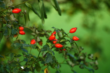 Rose hip with green in the garden