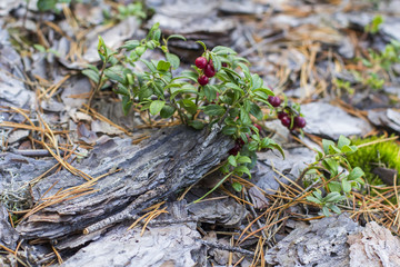 red cranberries background berry among moss and pine bark in the autumn