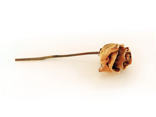 dried rose on a white background