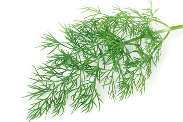 sprig of dill is isolated on  white background closeup