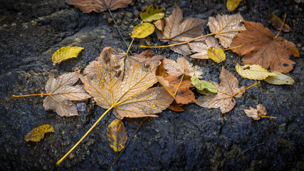 Obraz premium colorful leaves with raindrops on rock