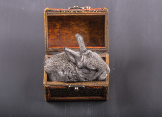 gray rabbit in a box in the studio