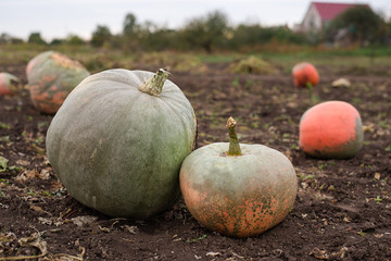 Pumpkins lying in the garden in the fall