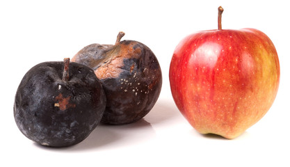 two rotten and one good apple isolated on white background