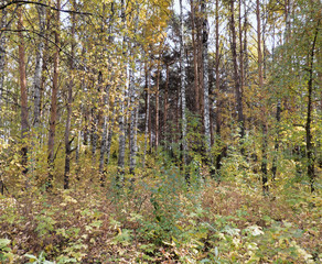 Fototapeta premium The bush in the foreground. Trees behind.