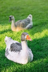 Grey goose