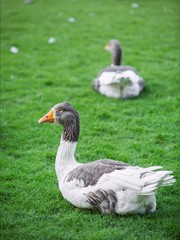 Grey goose