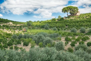 Fototapeta na wymiar Orchard on the island of Sicily, Italy