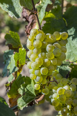 bunch of green grapes on grapevine right before harvest