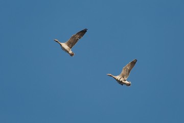 Geese Flying Up