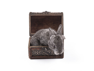 gray rabbit in a box in the studio