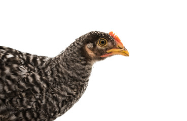 chicken