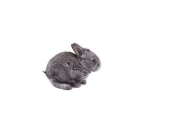small gray rabbit isolated on white background in studio