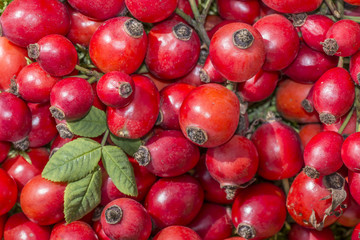 rose hips close up