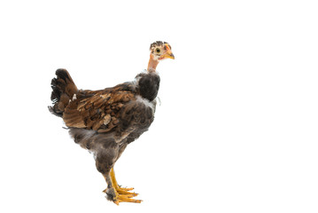 chicken
