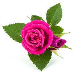 pink rose flower bouquet isolated on white background cutout