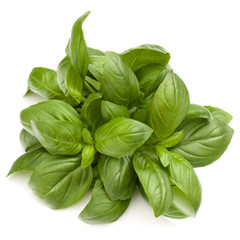 Sweet basil herb leaves bunch isolated on white background