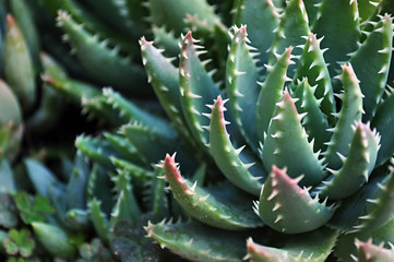 cactus with serrated leaves