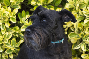 black schnauzer dog sitting on green background