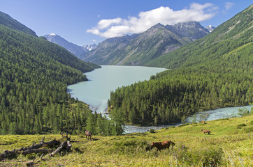 Kucherla lake. Altai Mountains, Russia.