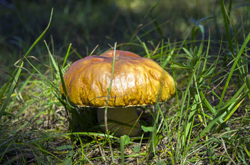 Penny bun (boletus edulis), sunlit.