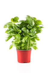 Basil growing in a pot