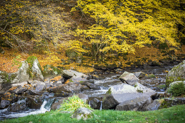 Colorful leaves and rocks in water stream in autumnal forest